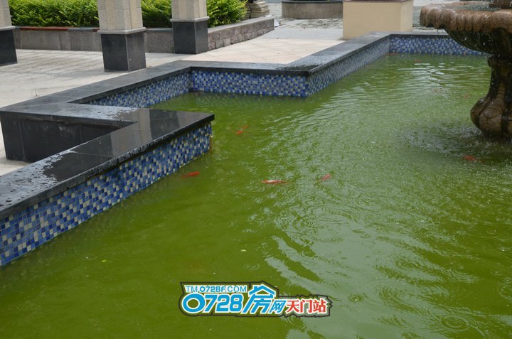 绿水红鱼，喷泉池被点缀得生机勃勃，闲暇时光赏鱼游园是不是别有一番风味呢