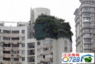 广州疑现最牛违建 楼顶建原始森林掩护加盖