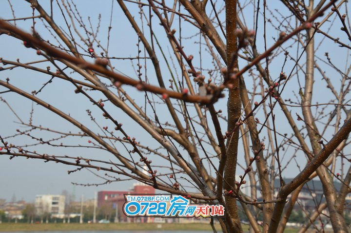 桃树发出新芽，像是在宣告春天来的的模样，期待花开